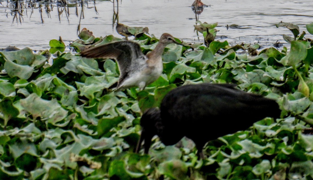 Glossy Ibis - ML646744830