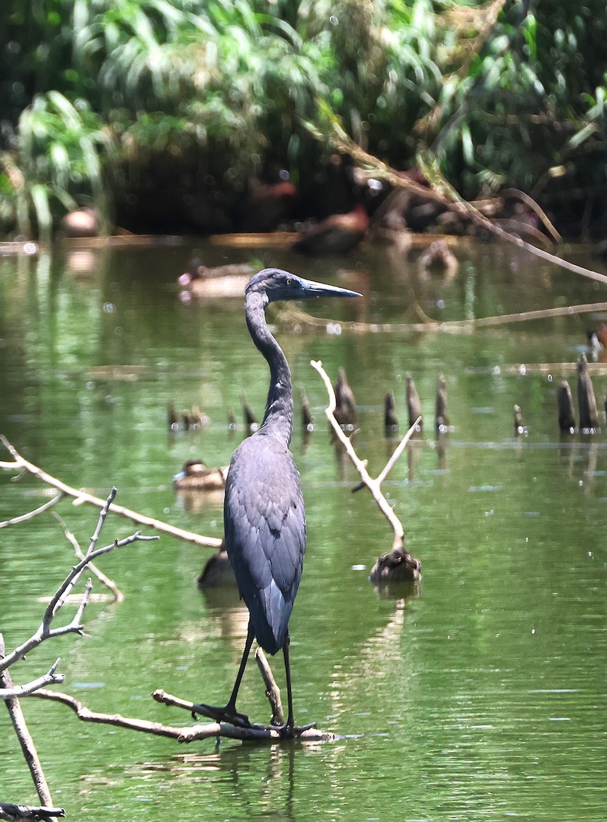 Humblot's Heron - ML646744832