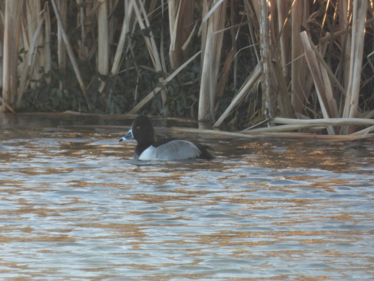 Ring-necked Duck - ML646744843