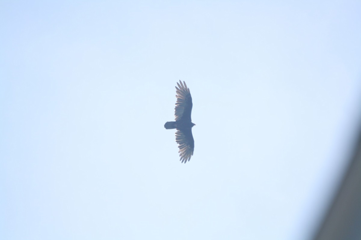 Turkey Vulture - ML646744844