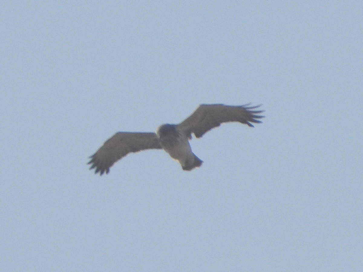 Yılan Kartalı - ML646744849