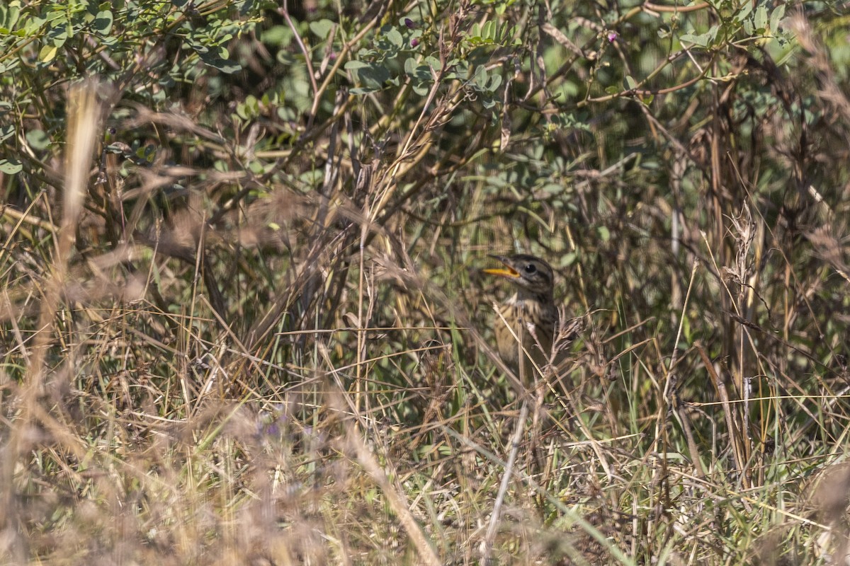 Richard's Pipit - ML646744850