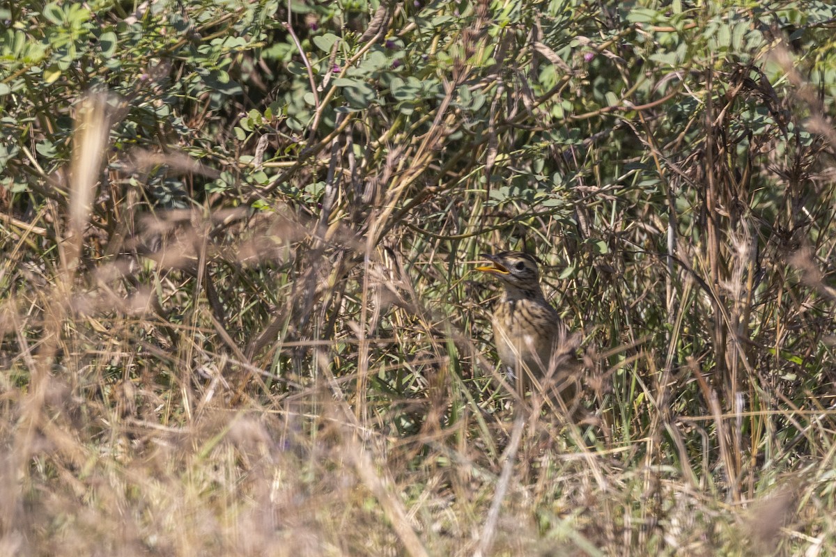 Richard's Pipit - ML646744852