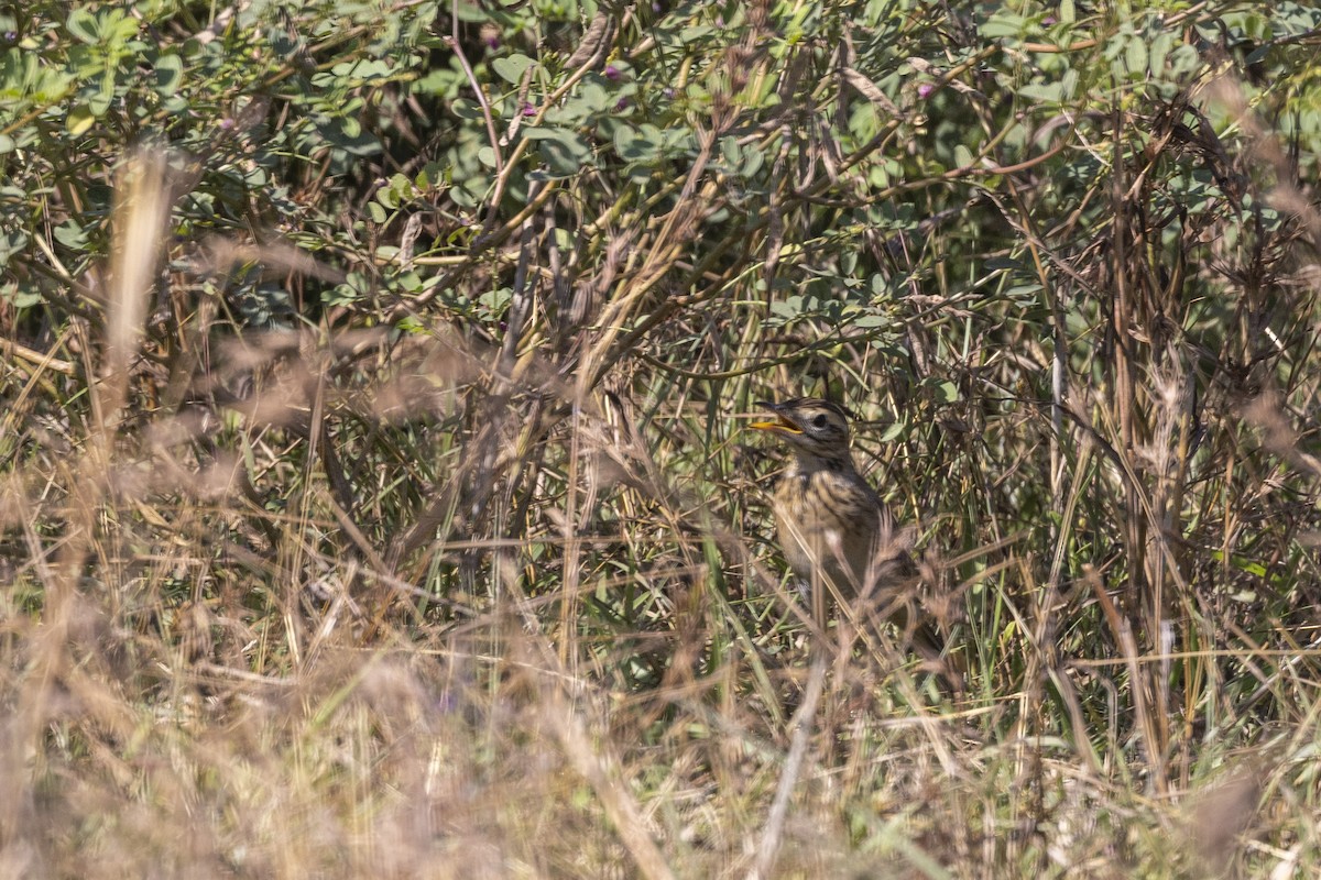 Richard's Pipit - ML646744853