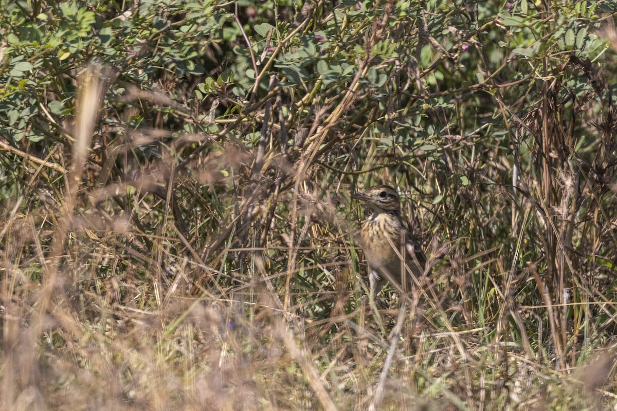 Richard's Pipit - ML646744854