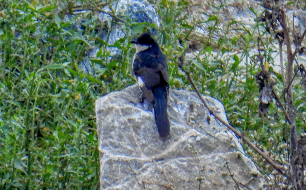 Pied Cuckoo - ML646744856