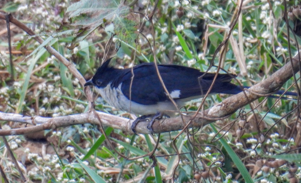 Pied Cuckoo - ML646744857