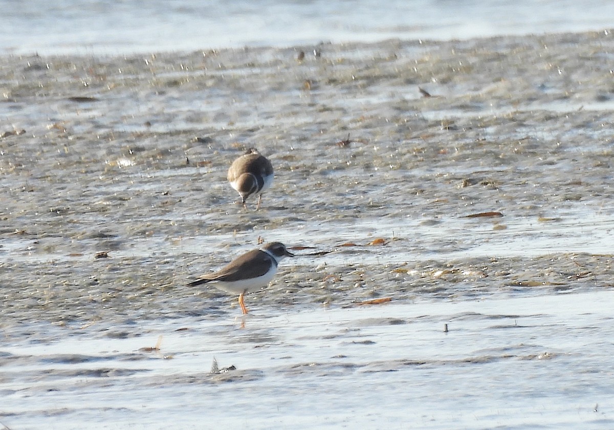 חופמי אמריקני - ML646744858