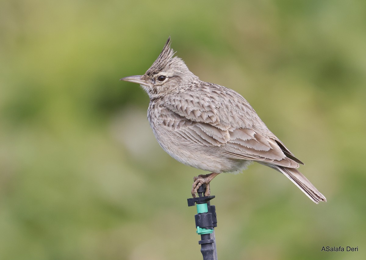 Tepeli Toygar - ML646744859