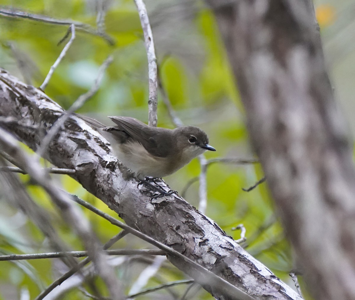 Large-billed Gerygone - ML646744860