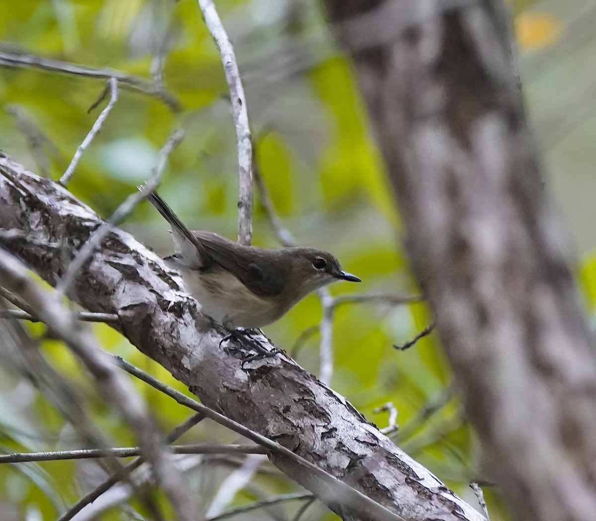 Large-billed Gerygone - ML646744861