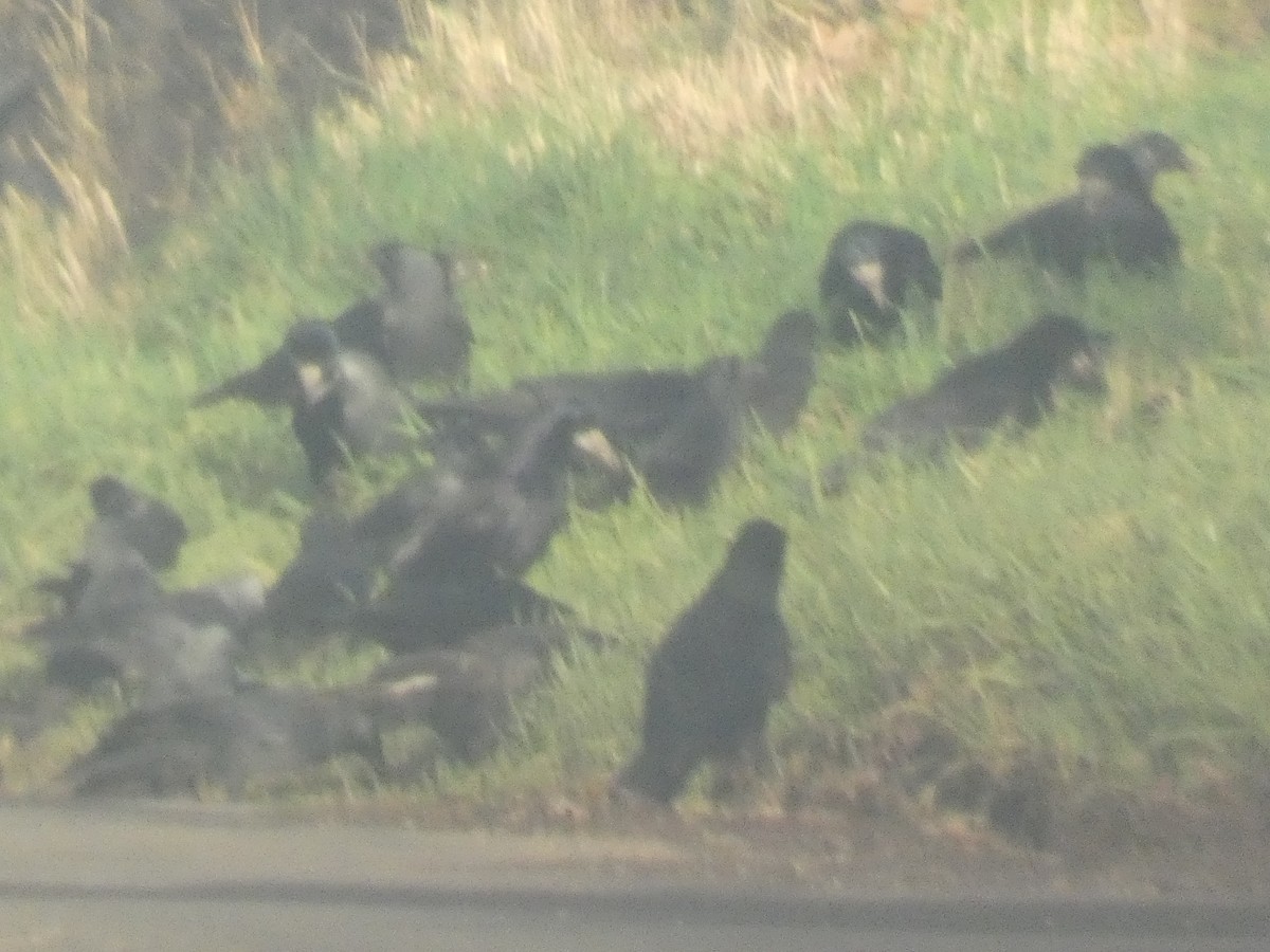 Ekin Kargası - ML646744862