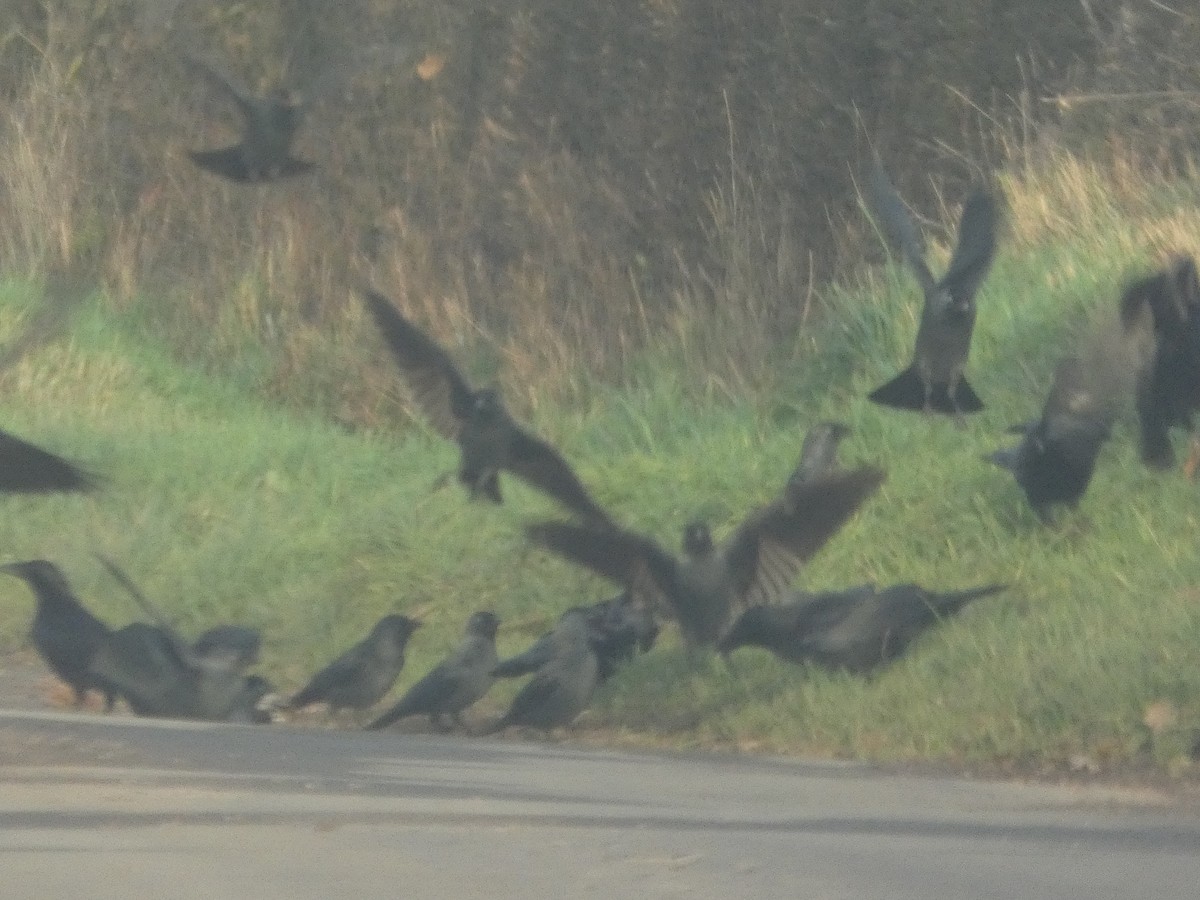 Ekin Kargası - ML646744863