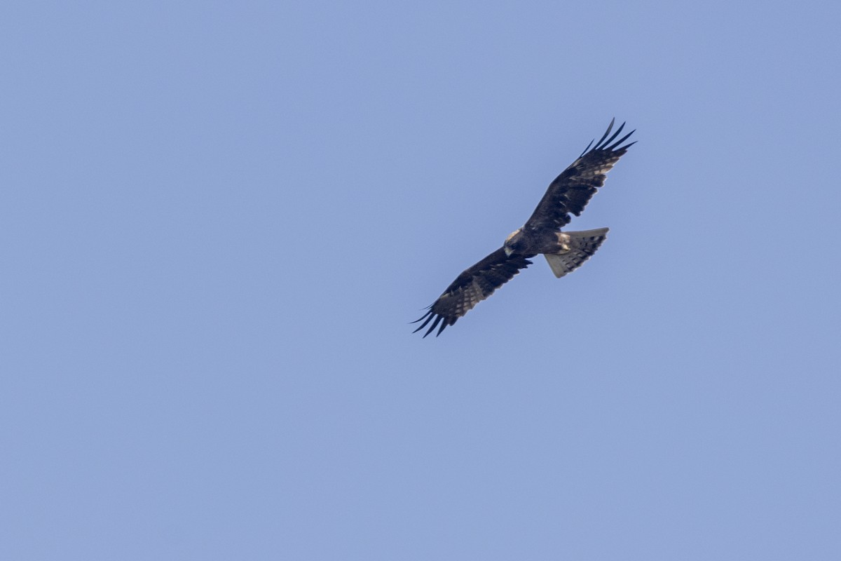 orel nejmenší - ML646744876