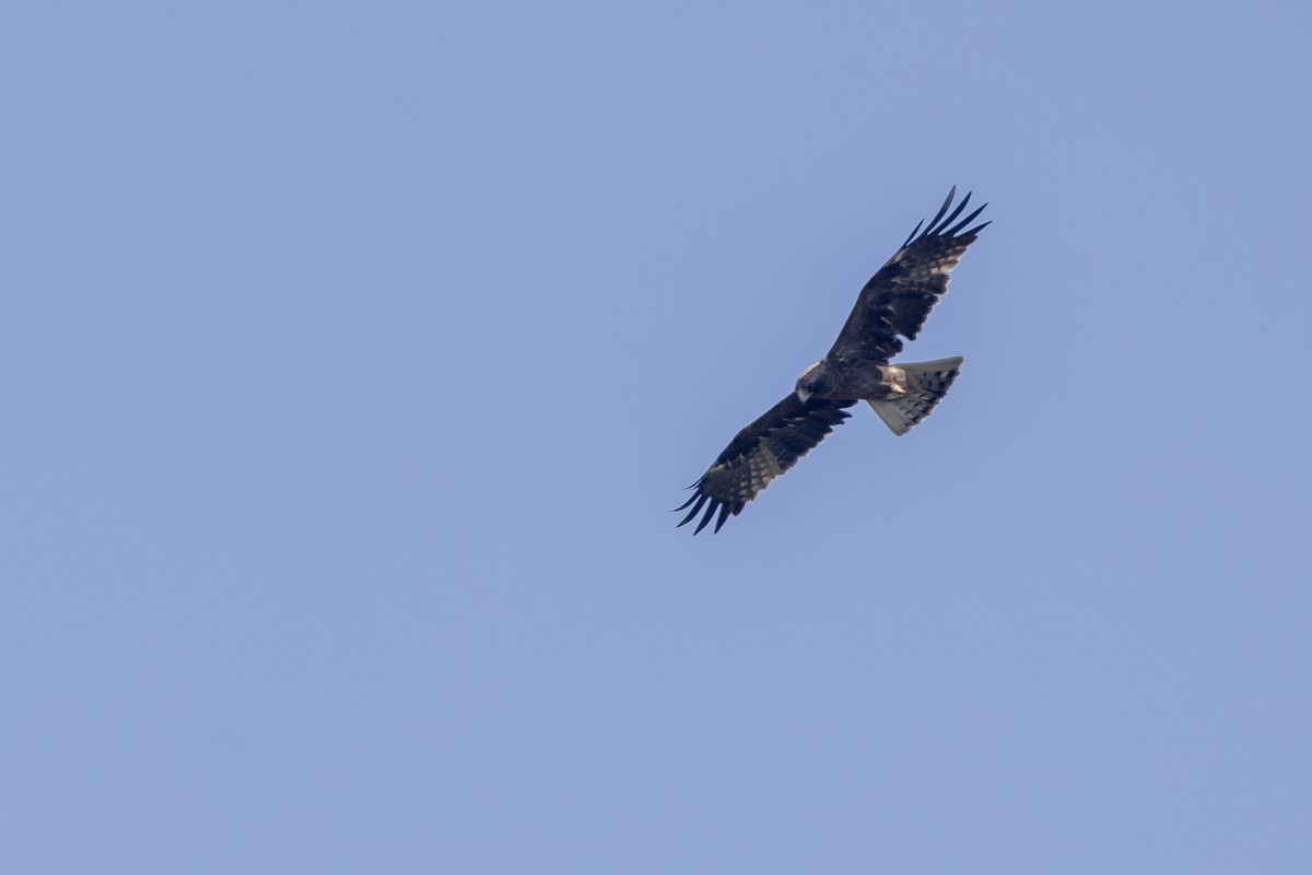 orel nejmenší - ML646744877