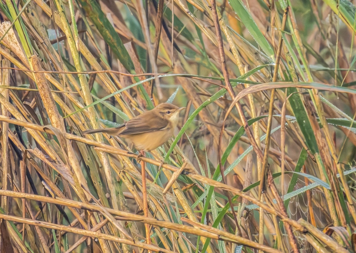 Хээрийн охил бялзуухай - ML646744883