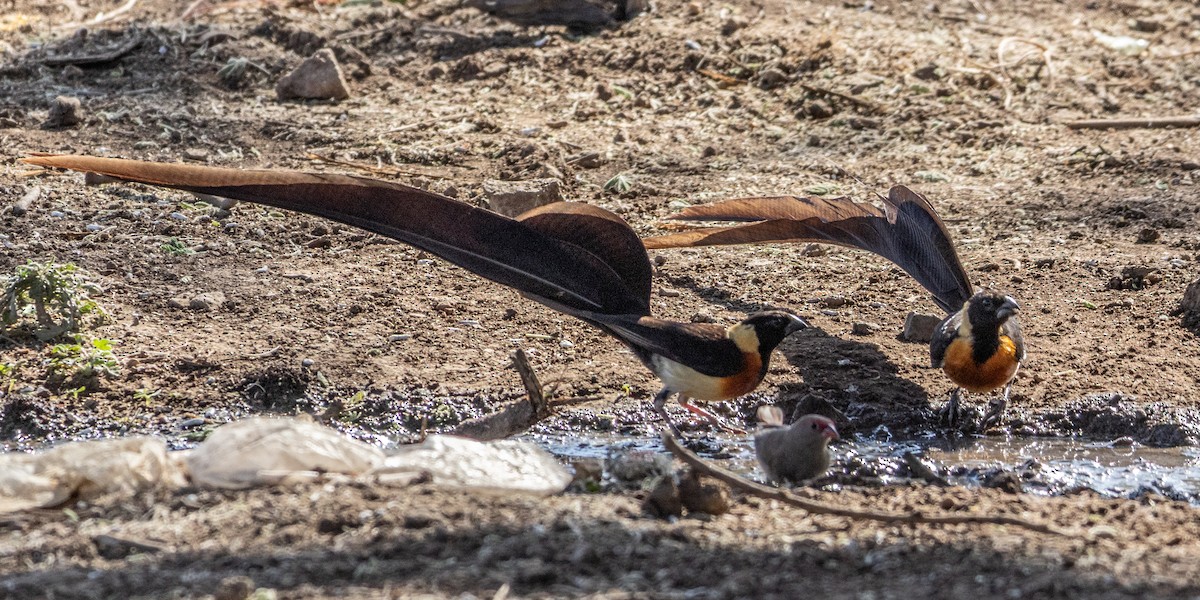 Eastern Paradise-Whydah - ML646744884