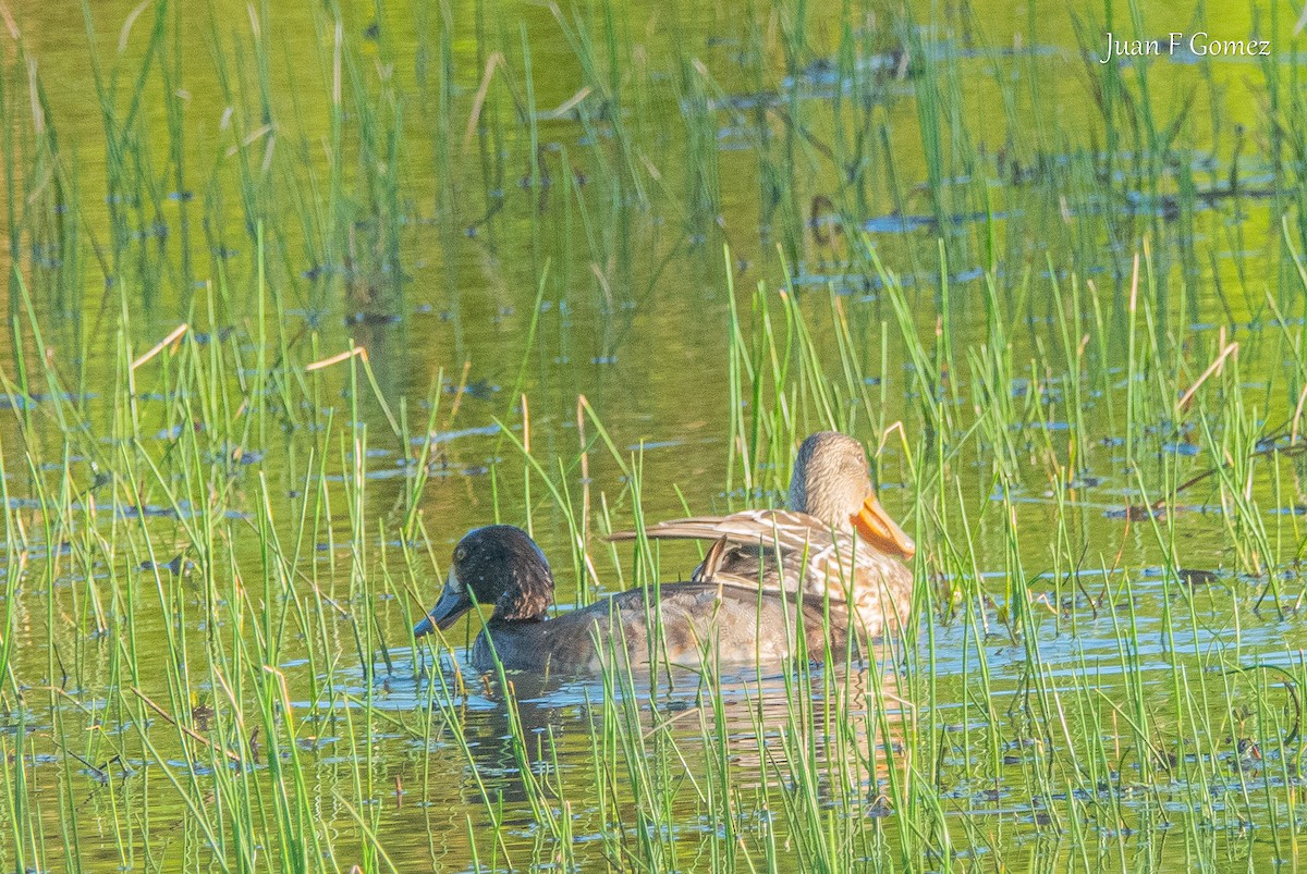 Blue-winged Teal - ML646744885