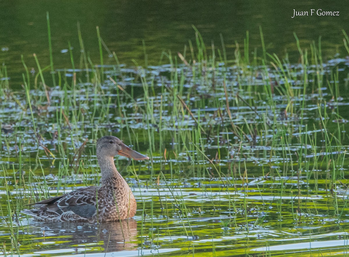 Northern Shoveler - ML646744889