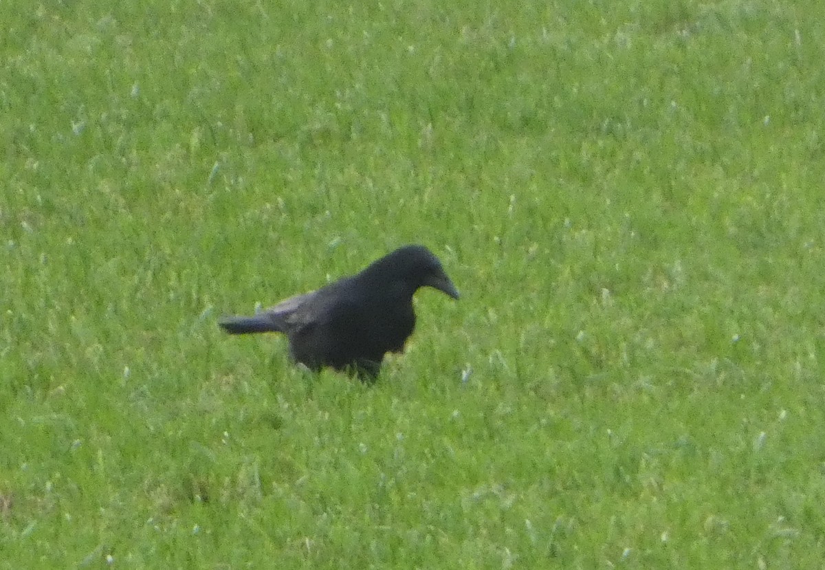 Carrion Crow - ML646744890