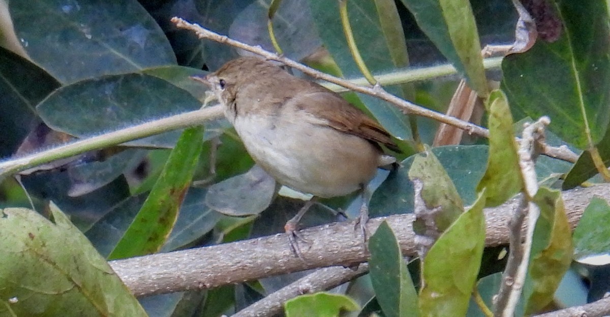 Sykes's Warbler - ML646744894