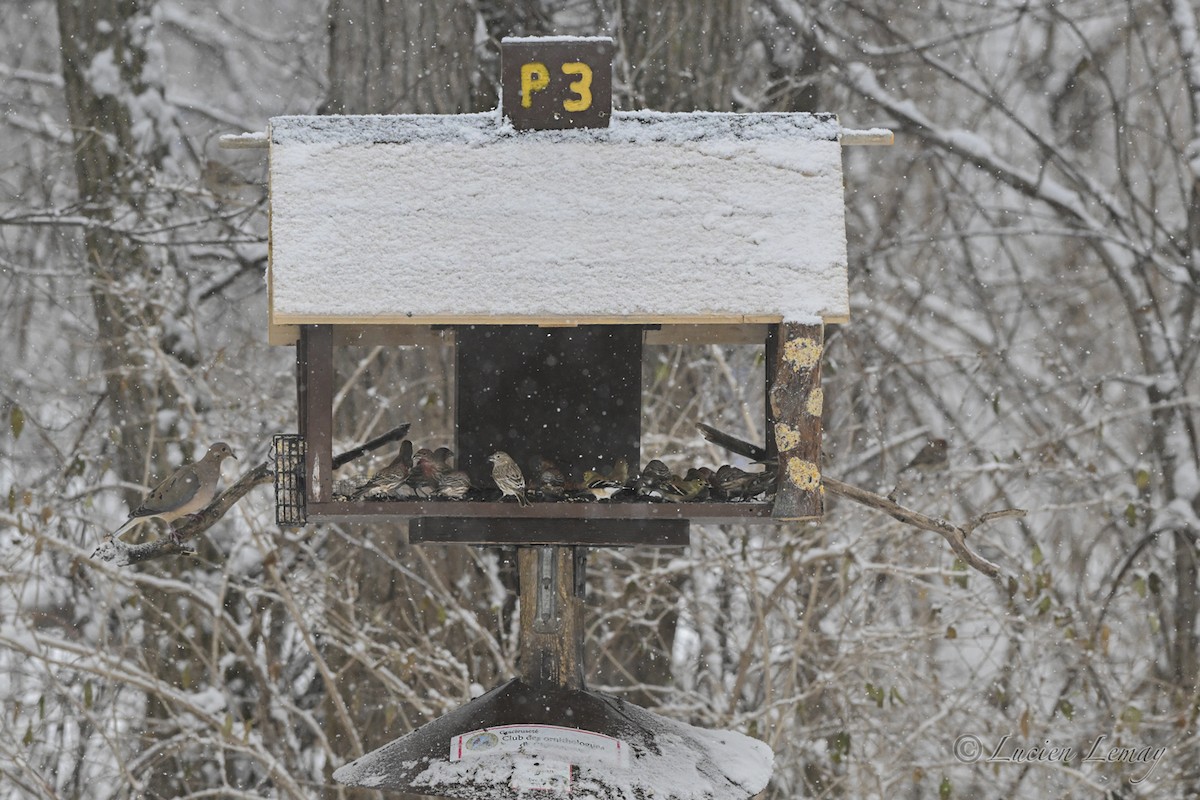 תורית אמריקנית - ML646744895