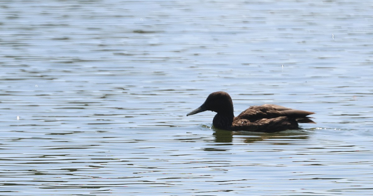 Meller's Duck - ML646744896