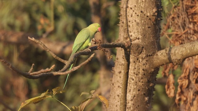 alexandr malý - ML646744898