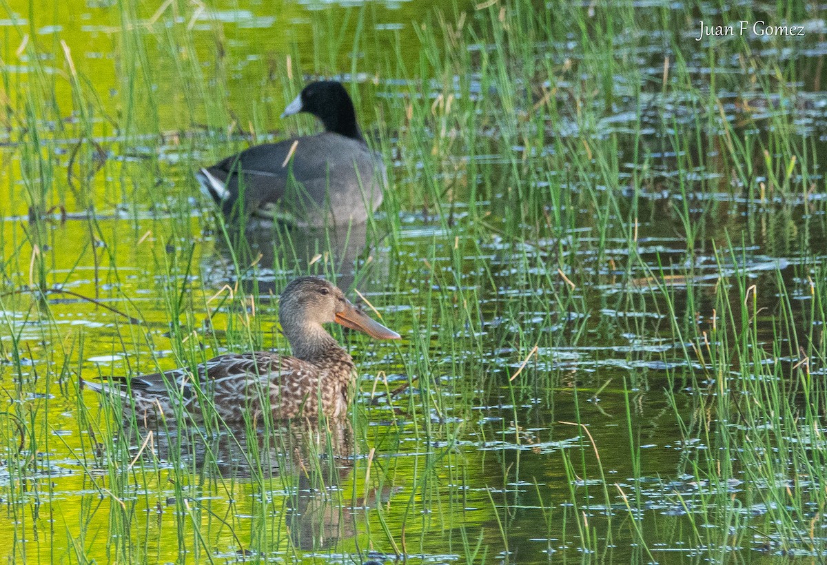 Northern Shoveler - ML646744899