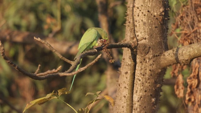 alexandr malý - ML646744901