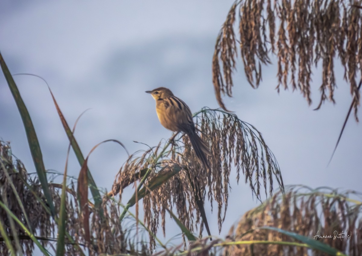 Striated Grassbird - ML646744902