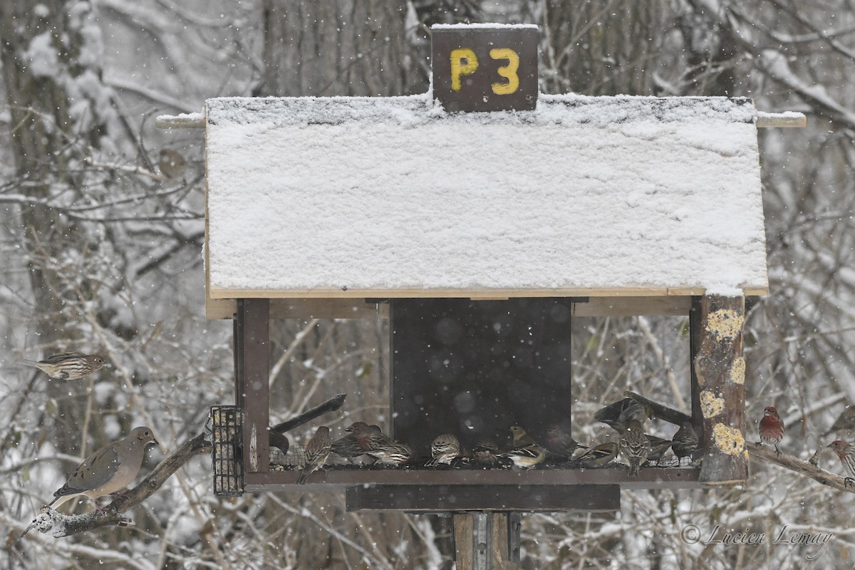 תורית אמריקנית - ML646744904