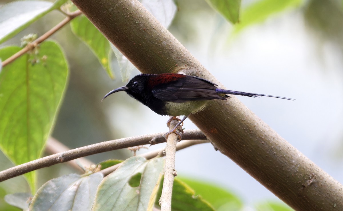 Kara Gerdanlı Nektarkuşu - ML646744905