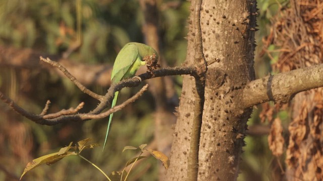 Rose-ringed Parakeet - ML646744906