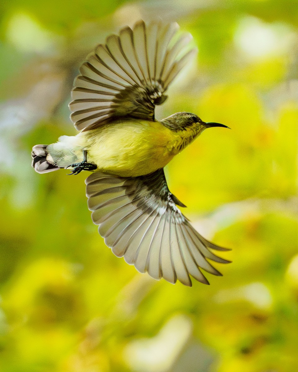 Purple Sunbird - ML646744910