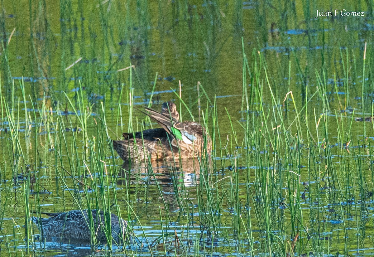 Green-winged Teal - ML646744915
