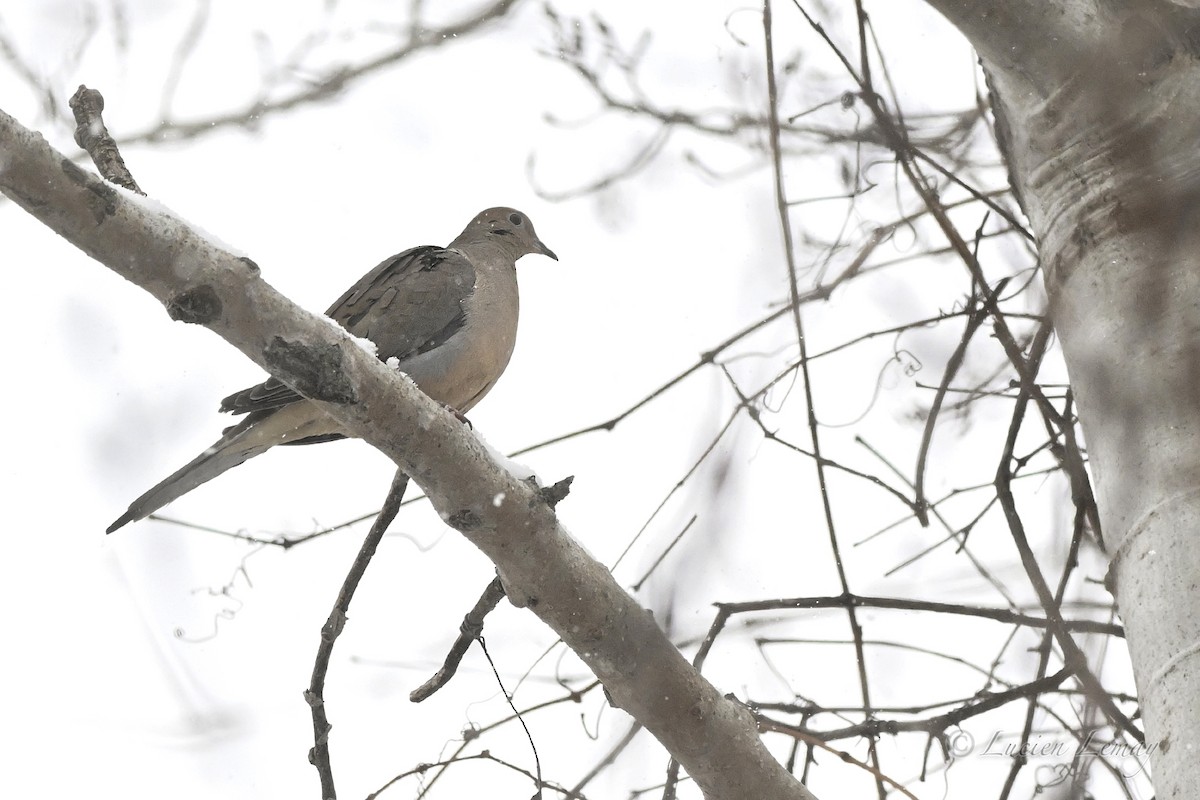 תורית אמריקנית - ML646744918