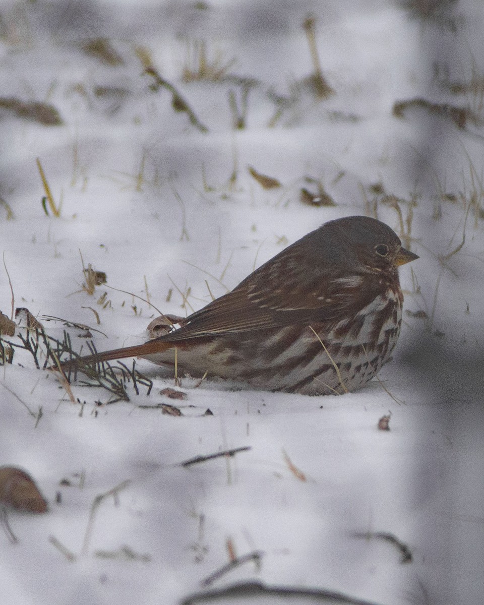 strnadec kaštanový - ML646744919