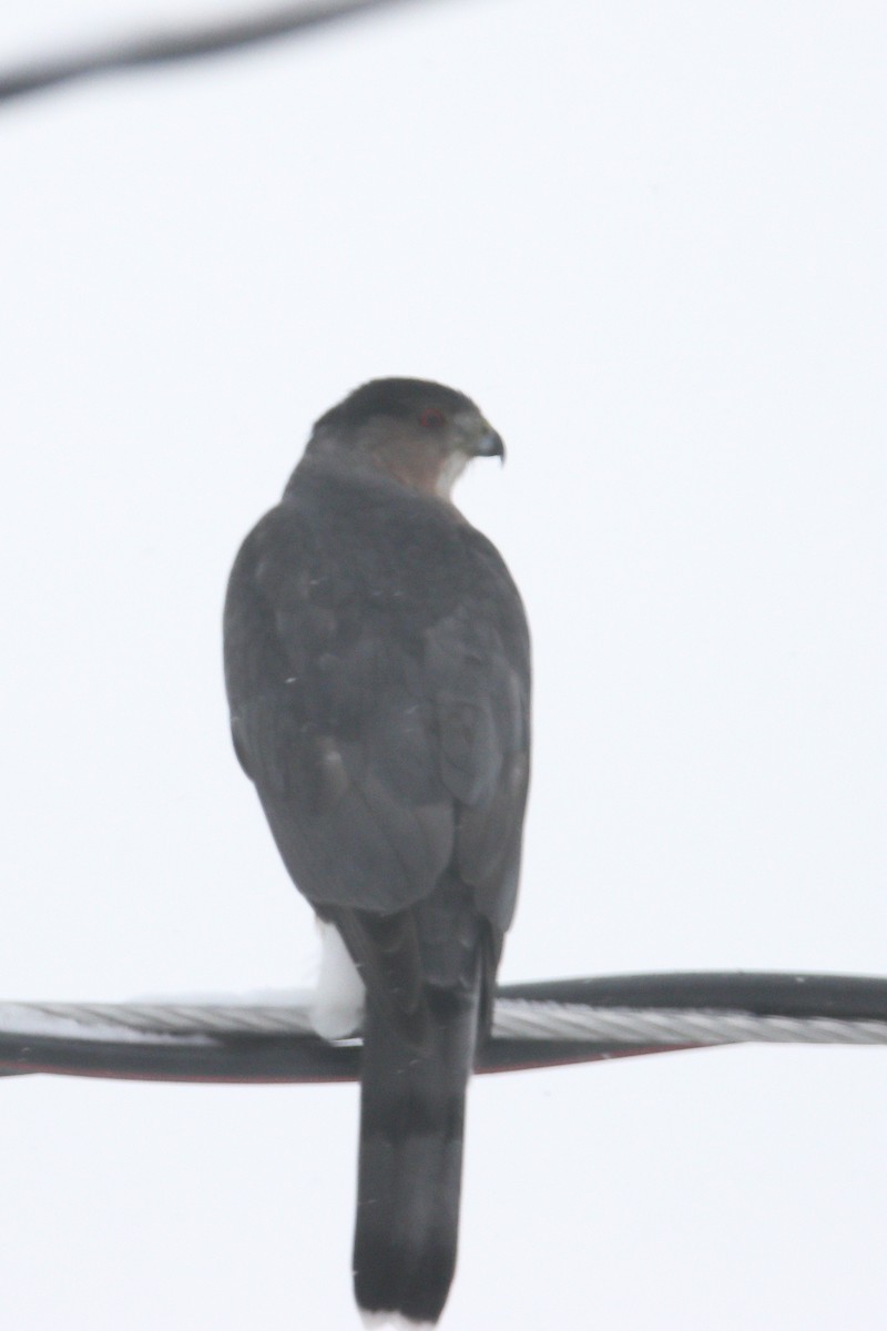 Cooper's Hawk - ML646744920