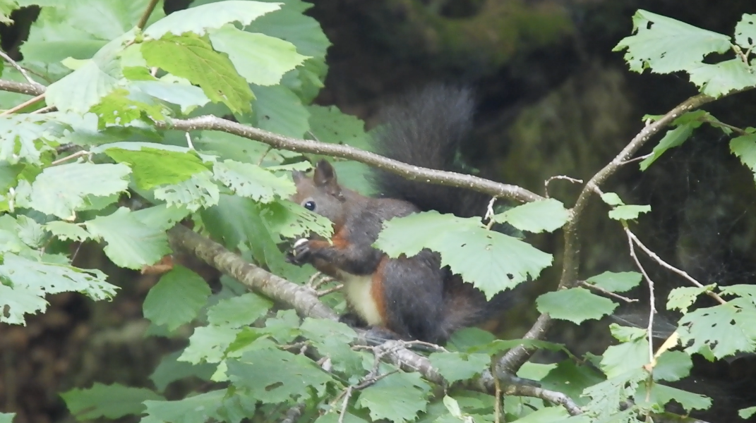Eurasian Red Squirrel - ML646744921