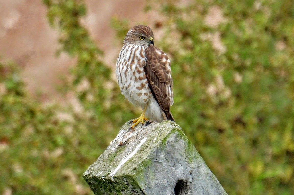 Shikra - ML646744925