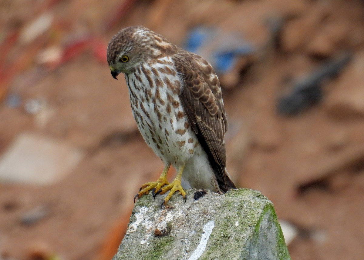 Shikra - ML646744926