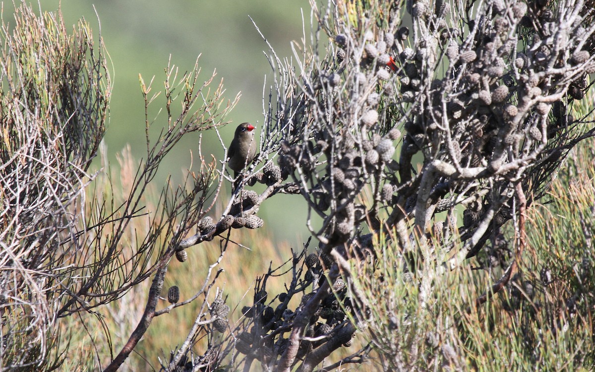 Очковая амадина - ML646744930