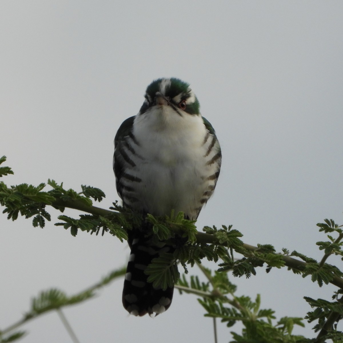 Dideric Cuckoo - ML646744931