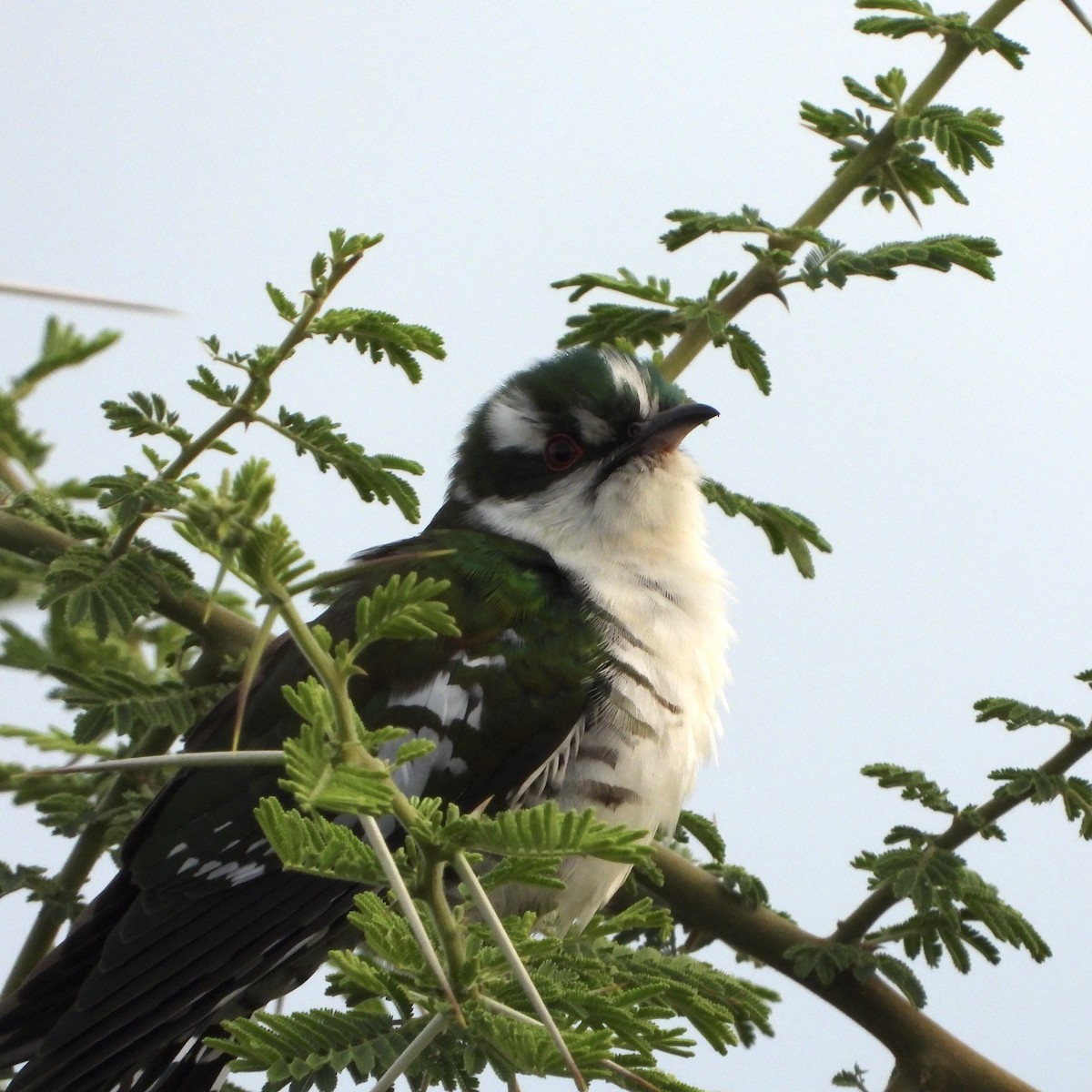 Dideric Cuckoo - ML646744932