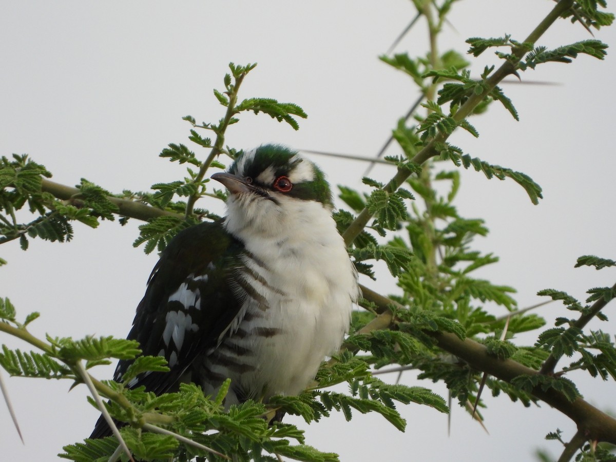 Dideric Cuckoo - ML646744933