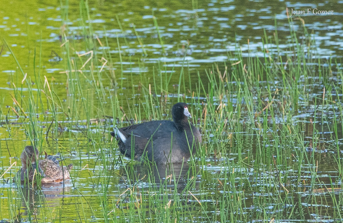 American Coot - ML646744934