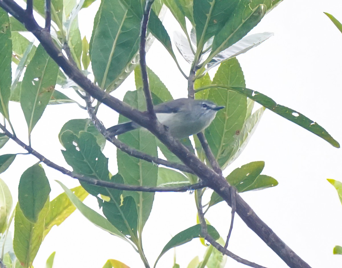 Brown Gerygone - ML646744935