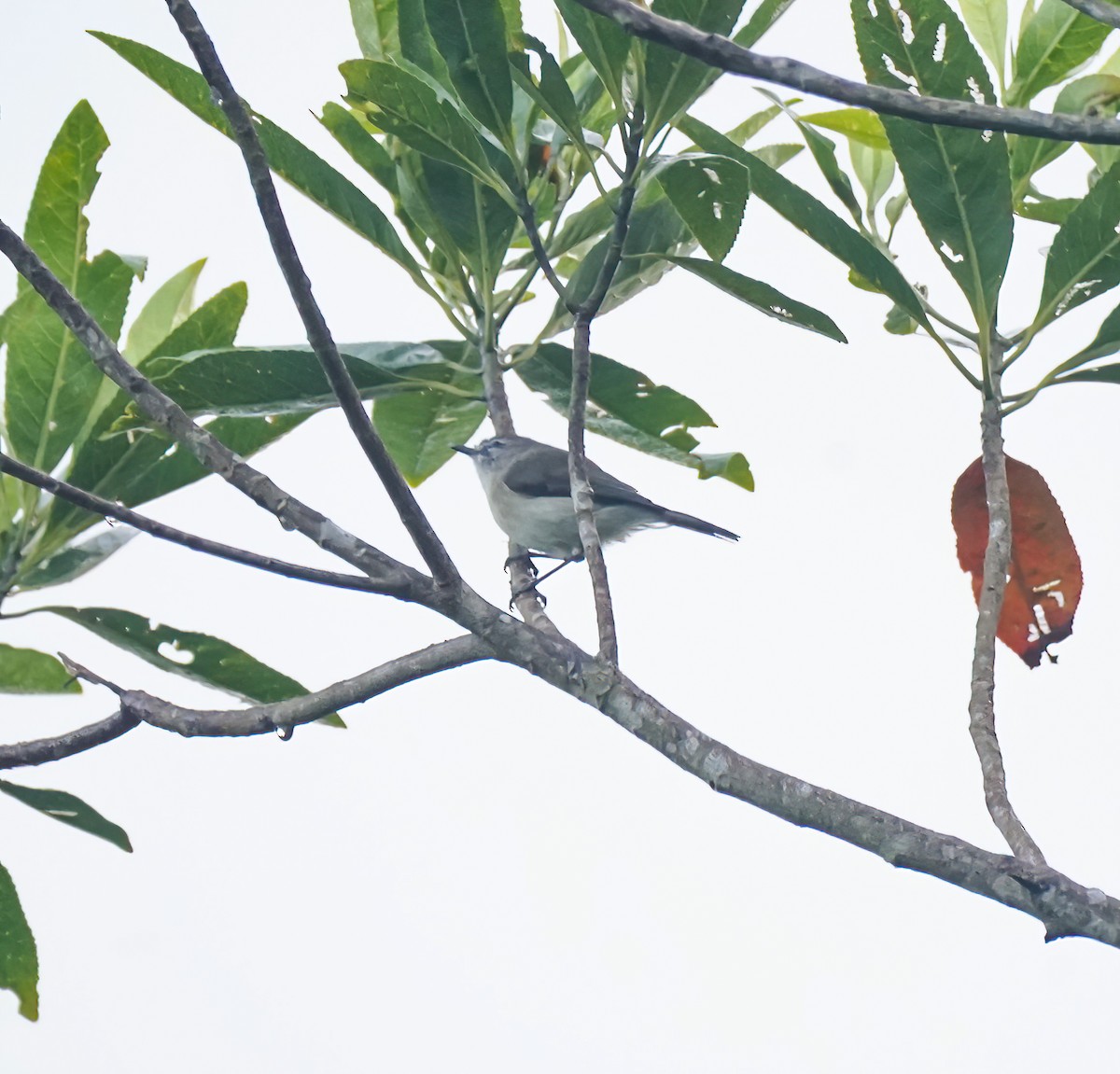Brown Gerygone - ML646744936