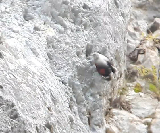 Wallcreeper - ML646744943